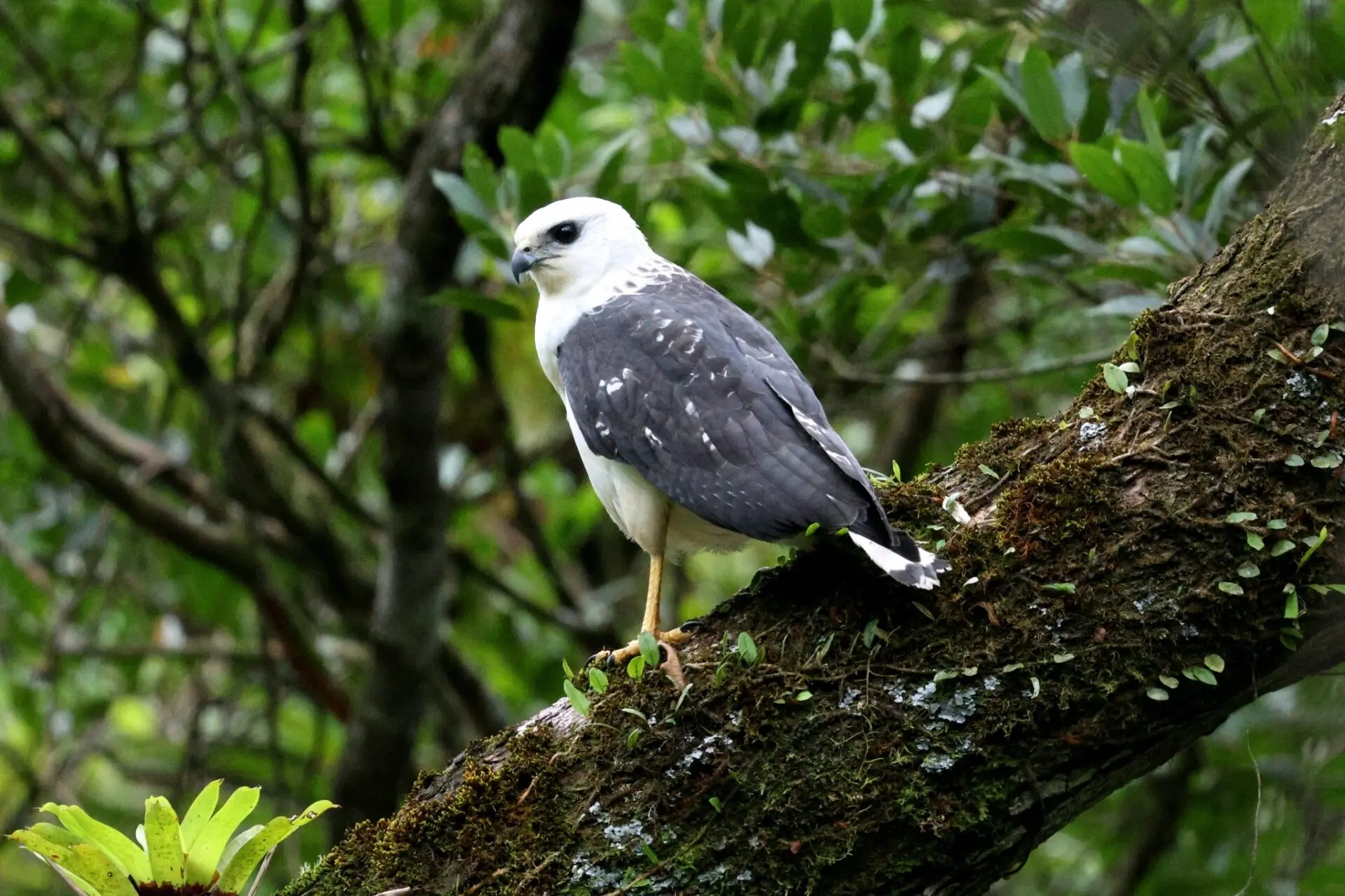 Photo of a Near Threatened White-necked Hawk sitting on a tree branch in a leafy forest.
