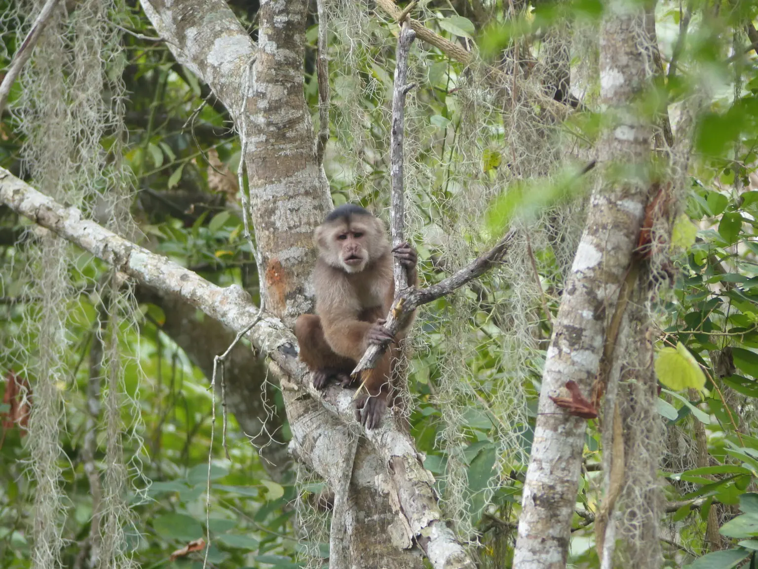 Photo of a Critically Endangered Ecuadorian White-fronted Capuchin sitting among the branches of several trees, with vines hanging among them.