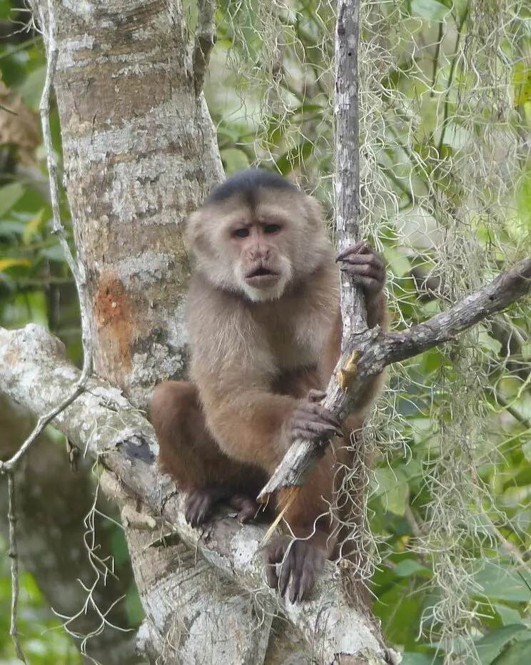 Photo of a Critically Endangered Ecuadorian White-fronted Capuchin sitting among the branches of several trees, with vines hanging among them.