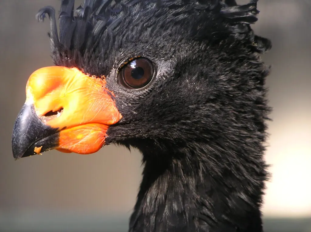 Close-up photo of the black feathered head of an Endangered Wattled Curassow, which has a bulbous yellow-orange beak.