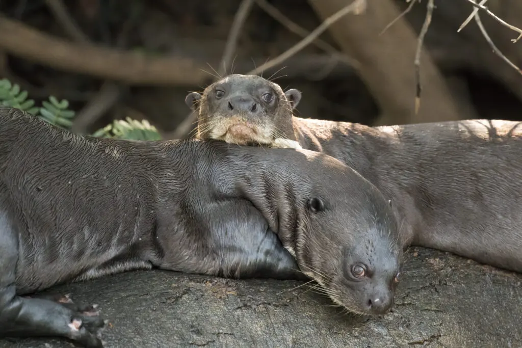Photo of two Endangered Giant Otters lying on a log, with one resting its head on the other and looking straight into the camera.