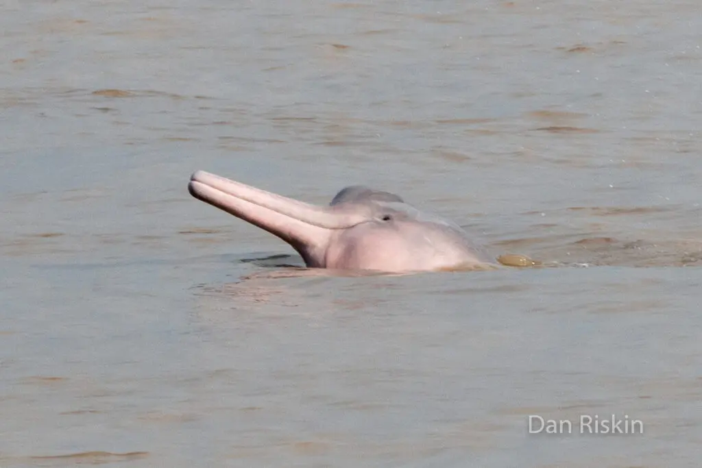Photo of the pinky-grey head of an Endangered Amazon River Dolphin emerging from the water.