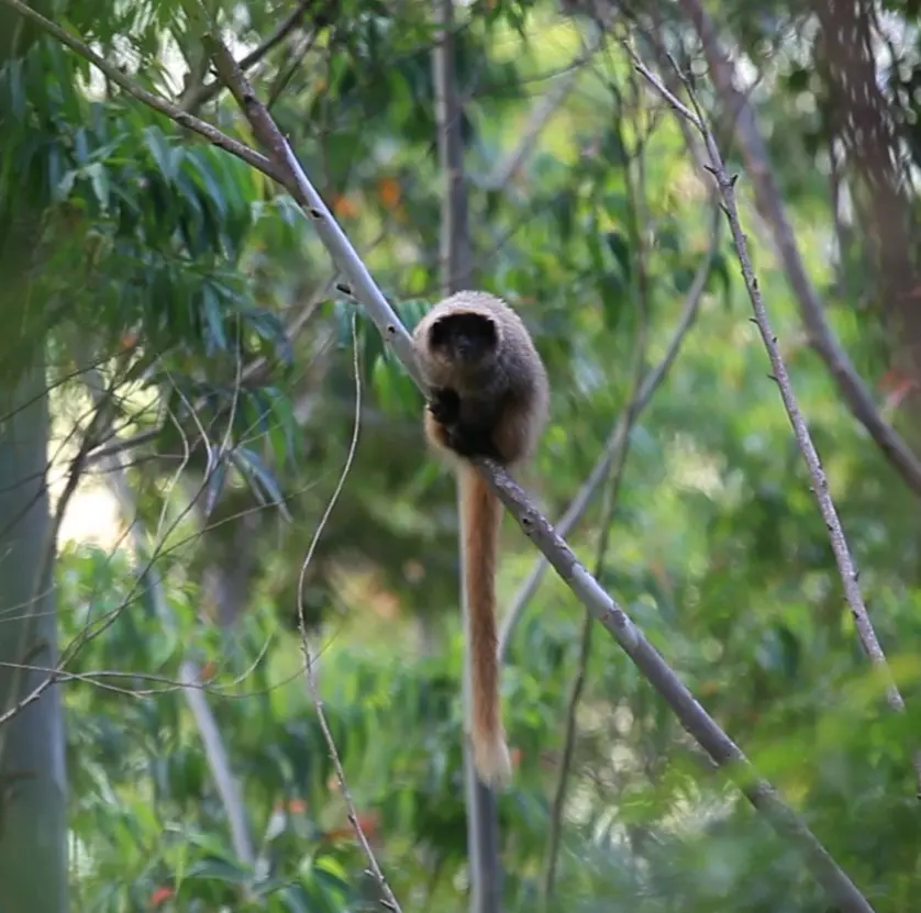 Photo of a Vulnerable Masked Titi Monkey on a tree branch in the Atlantic forests of Brazil