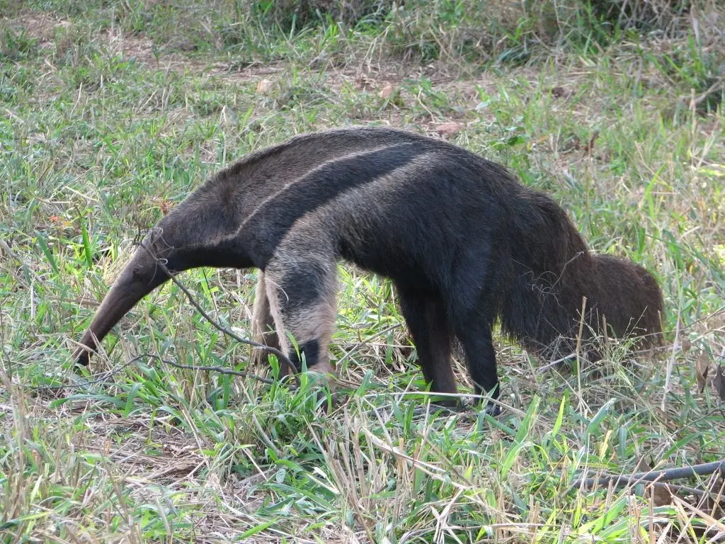 Photo of a Vulnerable Giant Anteater in a field of grasses, some green, some dried.