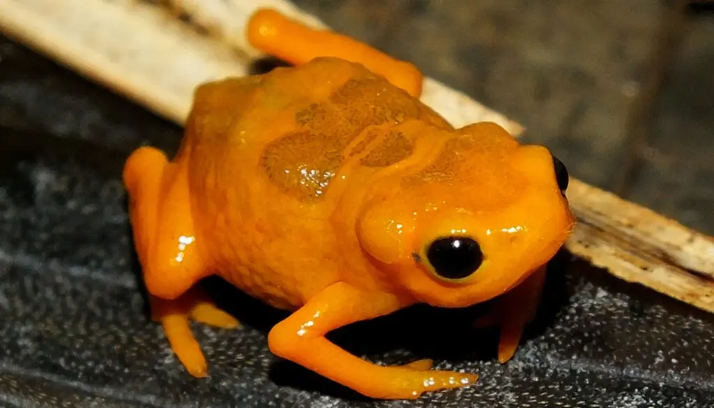 Photo of an Endangered Brachycephalus darkside — a bright orange frog with brown spots on its back.