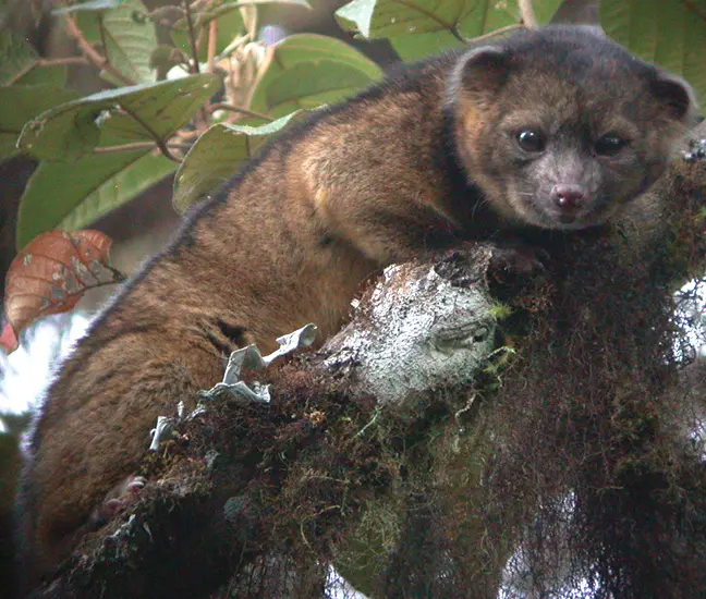 Bassaricyon neblina (Olinguito)